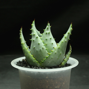 花定缘元宝芦荟鳄鱼嘴山地鬼切芦荟鬼切丸耐旱芦荟属