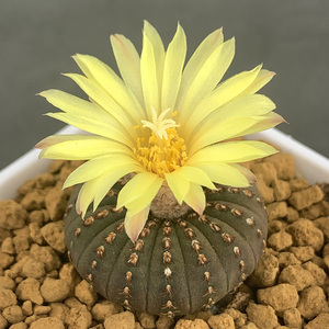 实生根大型士童花定缘一物一拍仙人球士童属