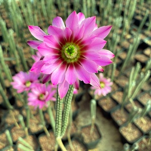 花定缘 实生细高银纽 鹿角柱属 大红花仙人球趣味多肉绿植21-40