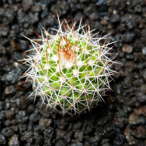 花定缘实生白蛇丸仙人球办公组合开花盆栽萌球迷你多肉绿植