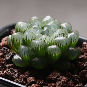 花定缘 姬玉露群生 冰灯多肉植物十二卷属大群玉露室内多肉小盆栽