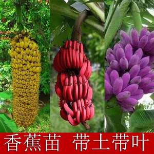 香蕉苗红皮香蕉苗红香蕉苗紫香蕉苗皇帝蕉苗香蕉树苗盆栽种植广西