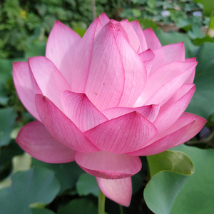 宜良千瓣大型荷花种藕苗阳台盆栽莲花水培观赏植物建国碗莲苑