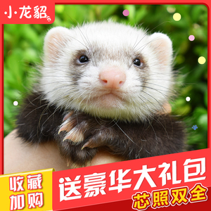 小龙貂雪貂宠物雪貂小型宠物活体幼宠幼崽宿舍懒人小宠