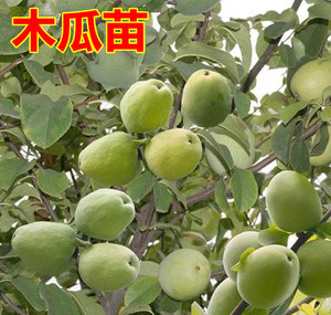 闻香果 现挖现卖果树苗木瓜树苗 盆栽地栽庭院绿化果树苗