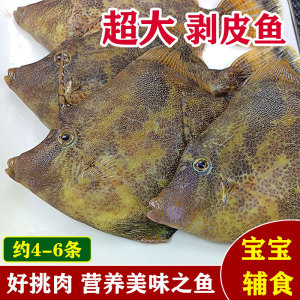 湛江渔民海鲜海钓天然黑面剥皮鱼鲜活现杀深海鱼活鱼宝宝辅食鱼