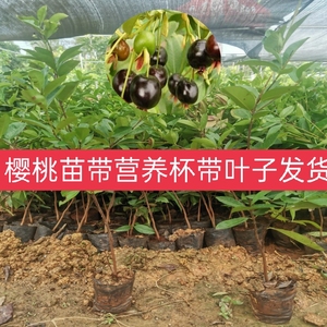 巴西樱桃苗大果车厘子树苗南北方种植水果苗地栽盆栽带原土广西发