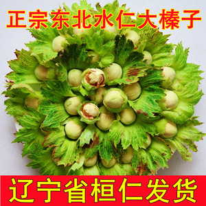 新鲜水仁东北大榛子野生辽宁辽阳大果带皮现摘湿榛子铁岭水瓤脱皮