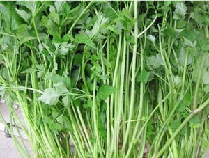 爱上韩国商品淘宝延边朝鲜族新鲜芹菜 水芹菜 250克2斤包邮0人付款