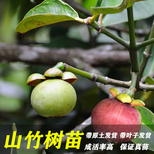 95tb426408174淘宝山竹树苗岭南山竹盆栽地栽绿植盆景庭院种植果树