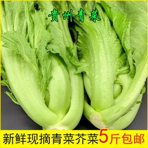 贵州新鲜包心芥菜青菜新鲜蔬菜苦菜大叶宽邦青菜可做酸菜腌菜泡菜