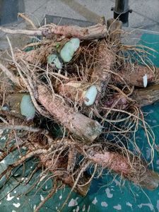 野生新鲜带刺刺苋根白刺苋根红菜头假苋菜猪母菜勒苋菜根500包邮