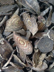 潮汕青草药揭阳 乌蛇根  乌蛇树根500克