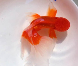 红凤高/金鱼活体/凤高球/精品/凤尾/渔场直销红凤高金鱼