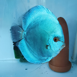 七彩神仙鱼蓝钻