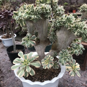 灿烂缀化黄中斑独眼巨人万圣节造型老桩 阳台办公室盆栽多肉植物