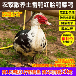 农家散养红脸番鸭 藤子鸭肉 整鸭大番鸭红头鸭老鸭子鲜活现杀煲汤