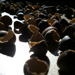 000人付款淘宝中药材野生葵树籽 葵扇子 葵扇籽葵树子浦扇子 浦葵子