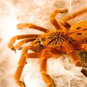 非洲橙巴布c8烈阳橙巴布2-14厘米蜘蛛宠物活体凶猛黄金橙色106人付款