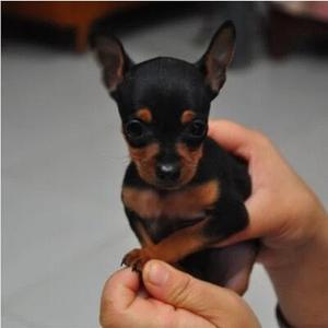 出售纯种小鹿犬迷你杜宾犬幼犬家养小鹿犬活体宠物狗视频选购包邮