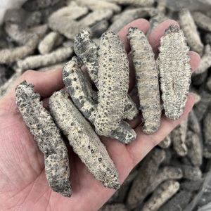 南美参古巴参肥仔参刺参淡干海参足参腰参墨西哥参顺丰包邮500克