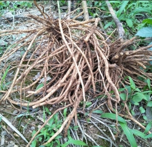 多须公种苗 中草药正宗多须公 华泽兰 四川土牛膝大泽兰六月雪