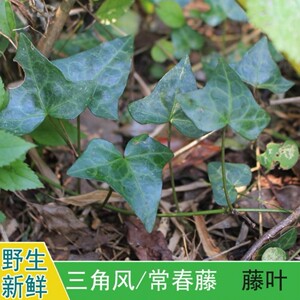 三角风草药