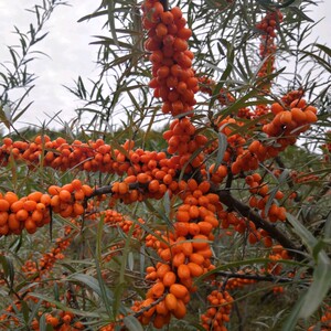 中亚沙棘树苗 俄罗斯大果沙棘苗盆栽 地栽沙棘果树苗 南北方种植