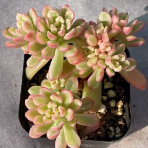 新品稀有塔洛克锦肉肉群生多头多肉植物盆栽办公室内花卉防辐射