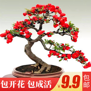 海棠花 盆栽室内植物老桩庭院花卉四季开花 海棠花卉树苗绿植盆景