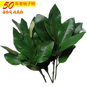 新鲜柚子叶去晦气沙田柚蜜柚叶祈福沐浴开运转运乔迁老树叶做粑粑