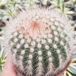 小清纯花屋 白芙蓉仙人球 落地有根 会开花 仙人球懒人盆栽促销