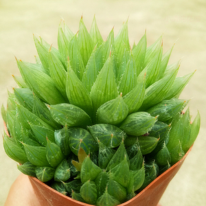 多肉植物三角玉露多肉 三角琉璃莲多头群生肉肉 亏本促销