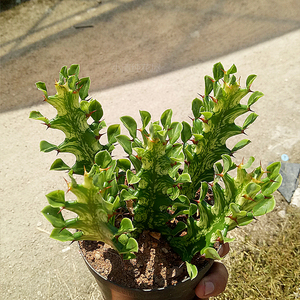 麒麟玉柱 龙骨锦 玉龙柱 玉柱锦 多肉植物仙人掌类办公室绿植盆栽