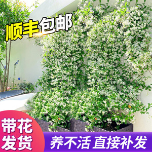 风车茉莉爬藤植物垂丝络石藤四季开花苗室内阳台花卉盆栽常青绿植