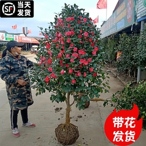 茶花树苗带花苞大型庭院地栽香妃红山茶花树盆栽四季开花常青植物