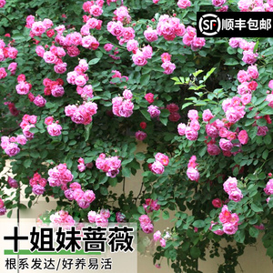 无刺多花十姐妹爬藤蔷薇七姐妹花苗庭院深粉多花浓香型四季开花