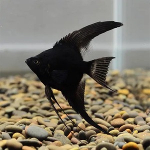 墨神仙 淡水草缸群游黑神仙燕鱼喜弱酸性水温22~26℃热带鱼观赏鱼