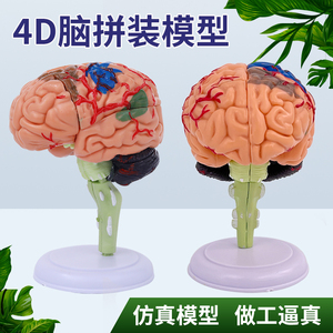人体大脑解剖模型人体器官结构教学模型4d小脑可拆装医院摆件讲解