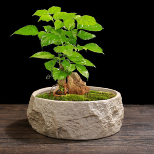 多肉花盆陶瓷大号特价清仓粗陶透气创意室内肉肉植物大口径盆栽盆