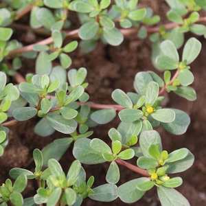 新鲜晒干马齿苋菜野菜长寿菜野生老鼠耳蔬菜食用500g包邮长命菜干