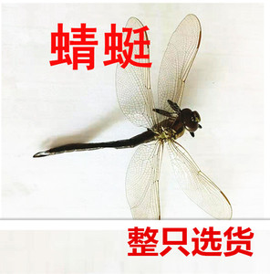 整只蜻蜓绿头大蜻蜓 大蜻蜓 蜻蛉马大头 青娘子新货整只20只包邮