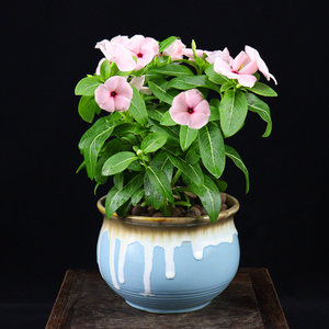 长春花盆栽日日春阳台客厅办公室内植物四季开花驱蚊绿植净化空气