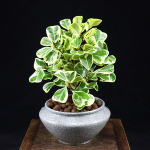 心叶榕牛奶榕盆栽室内植物办公室好养绿植花卉新房吸甲醛四季常青