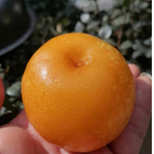 云南水泡梨