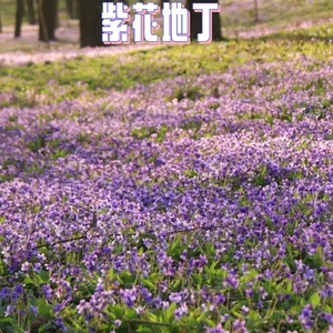 紫花地丁种子四季易活播地被矮生花草户外耐阴多年生耐寒花籽花子