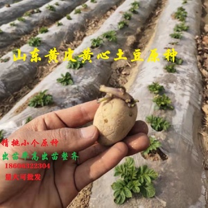山东滕州荷兰土豆种子有芽脱毒马铃薯黄皮黄心原种洋芋种小个种薯