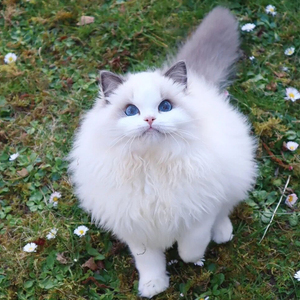 布偶猫幼猫纯种火焰色活体小奶猫幼崽海双猫咪活物仙女蓝双长毛猫