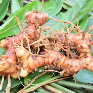 500人付款淘宝潮汕新鲜南姜 山姜芦苇姜 高良姜 去