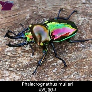 彩虹锹甲锹形虫新手入门品种昆虫宠物甲虫幼虫成虫